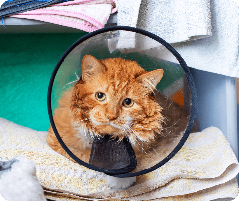 Cat in a medical cone